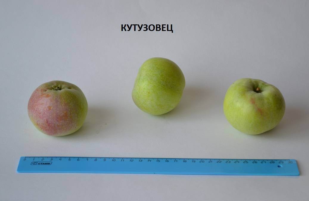 Яблоки Кутузовец Фото И Описание